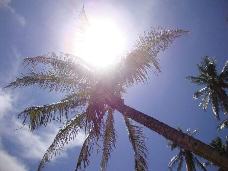 Pura Vida
