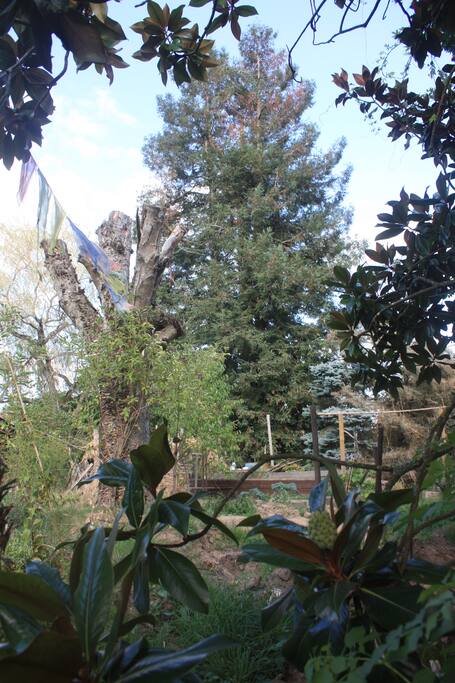 Une partie du jardin avec le séquoia.