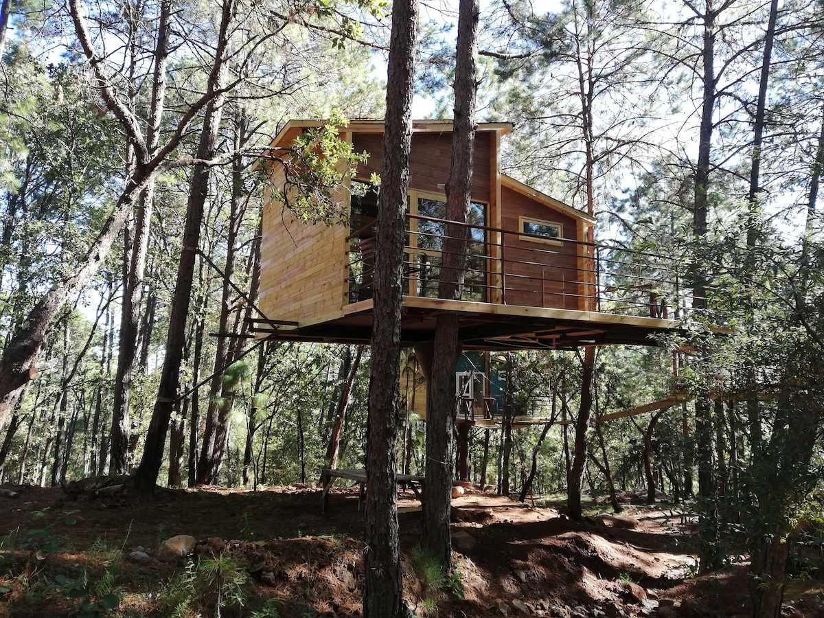 A wooden treehouse is elevated among tall pine trees, featuring large windows that provide a view of the surrounding forest. The structure is constructed with warm-toned wood, and a small balcony extends outward, allowing guests to enjoy the natural surroundings.