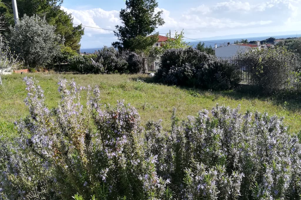 Ο κήπος/ The garden