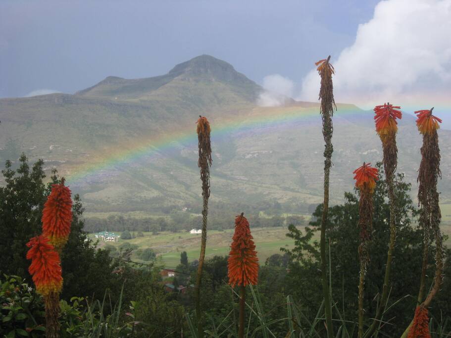 View from the Garden