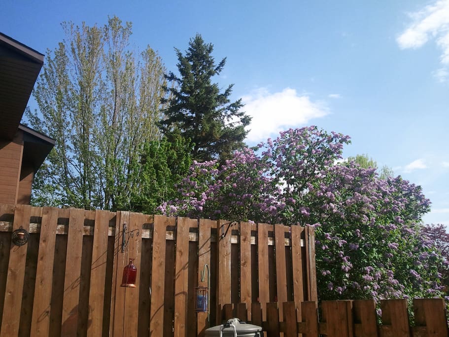 Fenced in cozy backyard.
Sweet smelling lilacs in the warm months.