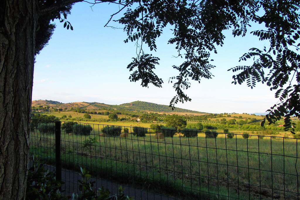 View from the garden