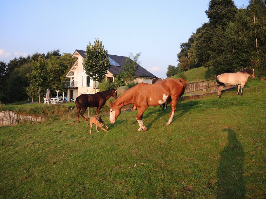Sweety, Dixie, Zimana, Flit
