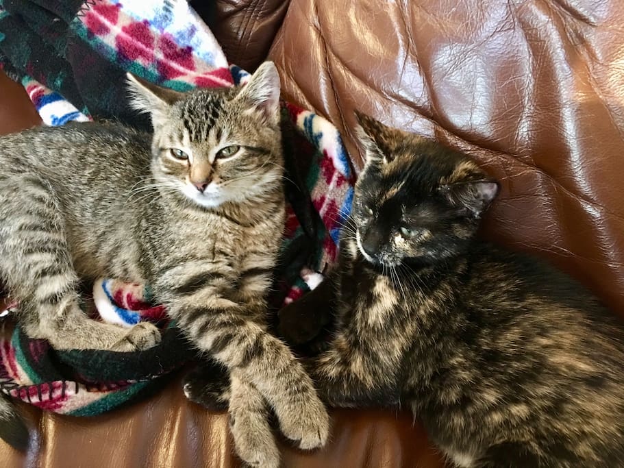 Meet the newest Members of Woodstock Ranch
Henri and Luna. They are loving Woodstock Ranch. And the Christmas Tree.