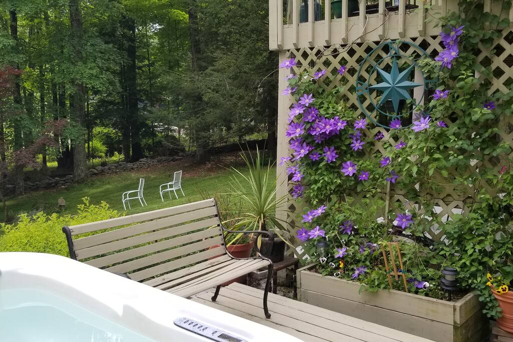 Clematis Spring!