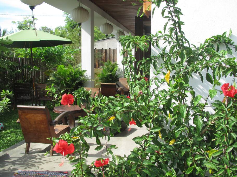 hibiscus ở sân thượng