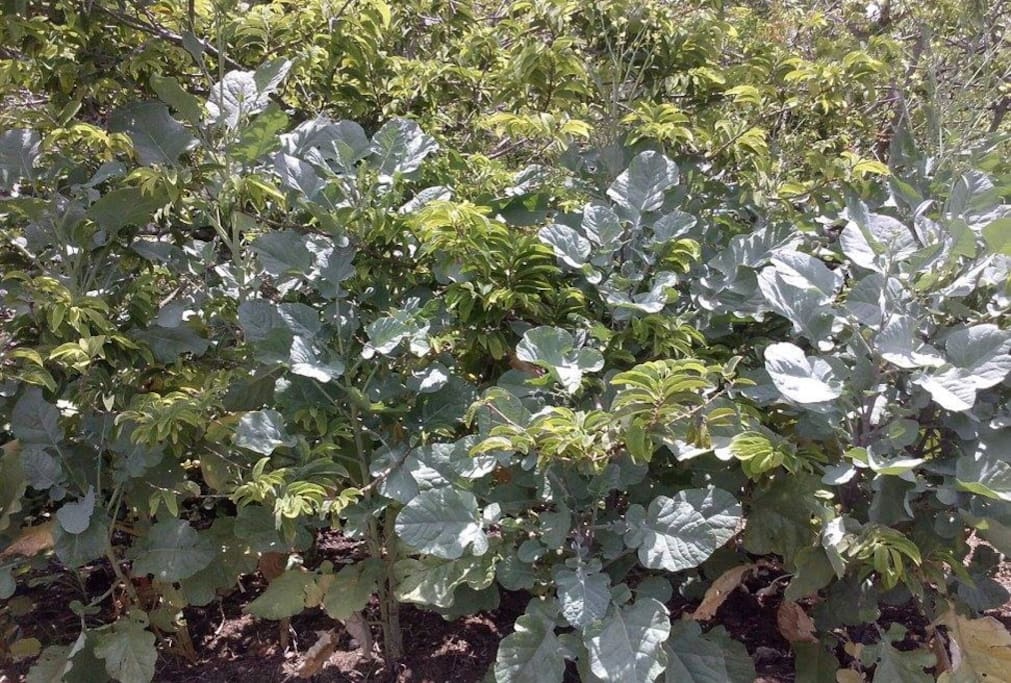 Market garden
