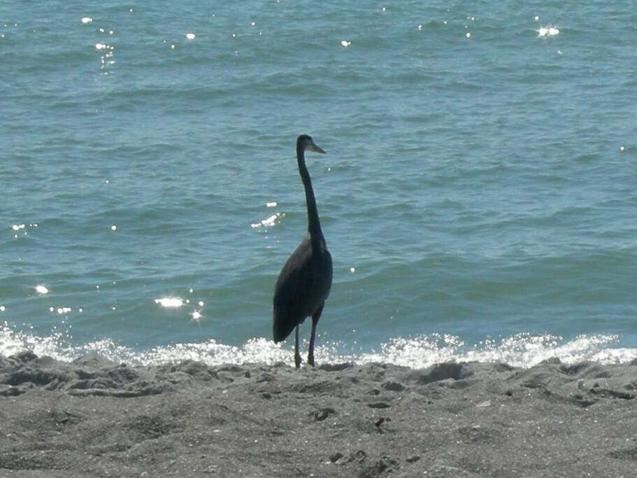 Blue Heron sanctuary on Dog Island