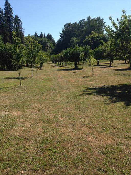 South Orchard