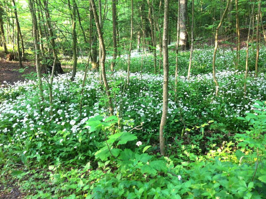 Serpentine Wood