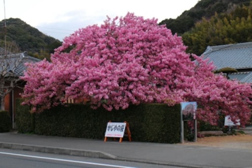 Most beautiful Kawazu Sakurasai a 15-minute walk in Kawazu-cho