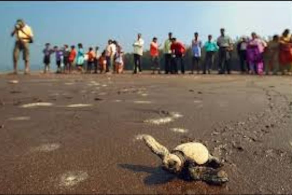 Velas Turtle Festival