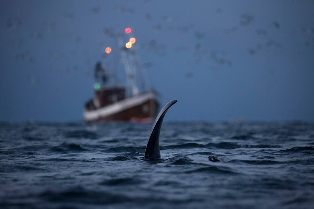 Boats can be rented to explore the Ocean's wildlife!
