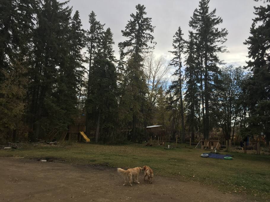 Area on this side of driveway is for guests to use . Includes zip line , slide and visit with pigs and chickens