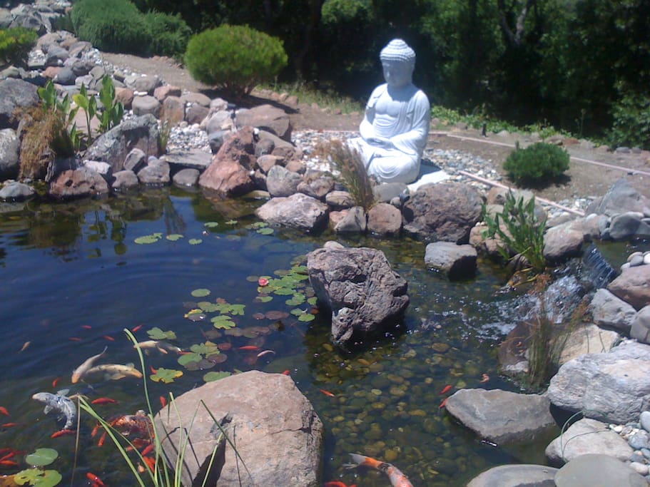 Koi Pond
