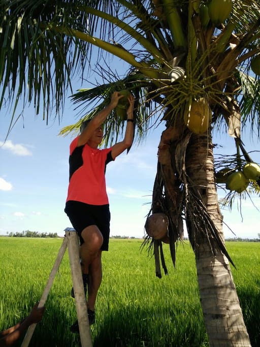 Feel free to plug the coconut