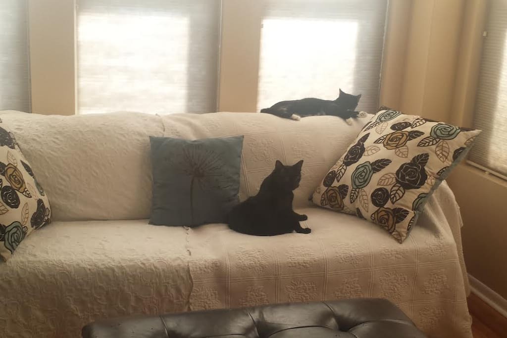 Tucci and Lucy basking in the living room sunlight. Great spot for reading, napping, watching TV.