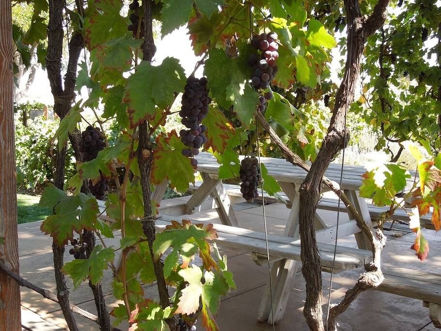 Vitis