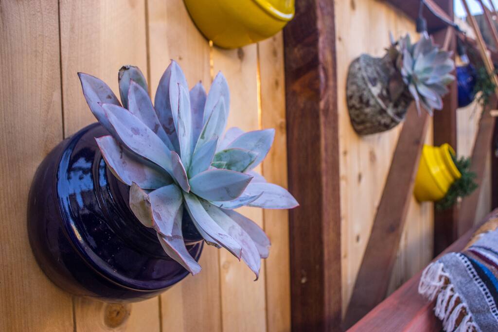 succulent garden