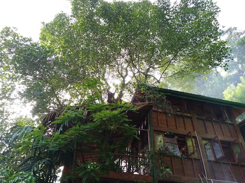 Giant, Ella TreeHouse