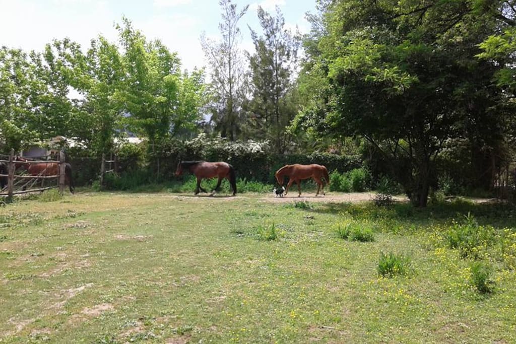 Gran espacio de esparcimiento compartido con los caballos de la propiedad