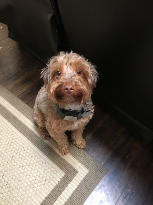 Buckeye - Our Yorkiepoo