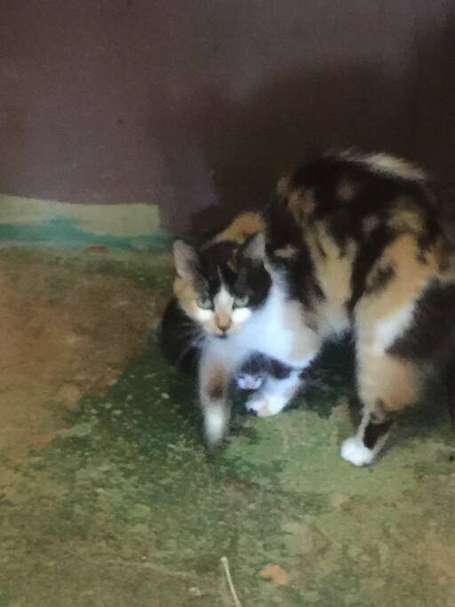 Three three week old plus mom