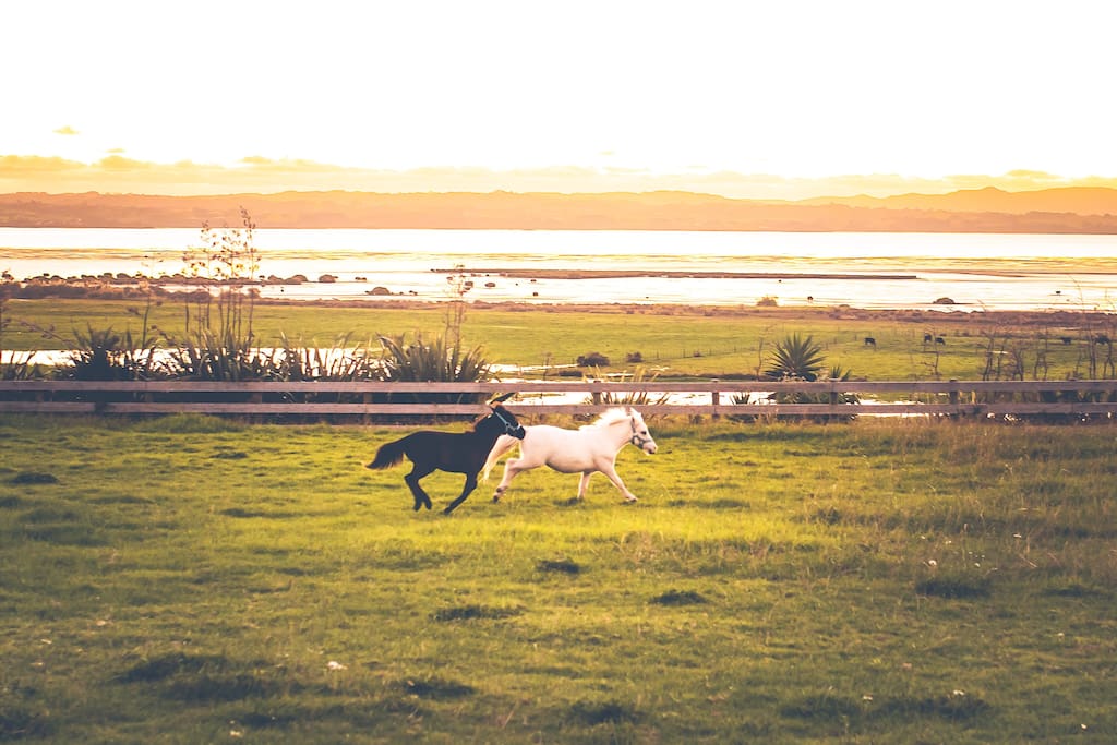 Stallion gallop