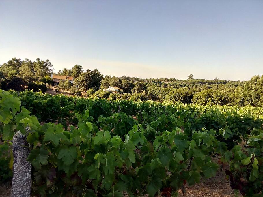 Our vineyard