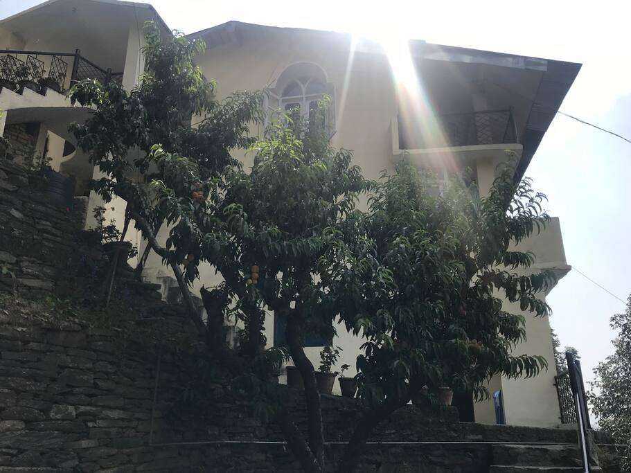 Side view of the cottage consisting Peach fruit orchard.