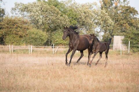 Horse idyll right next to Berlin in Dallgow
