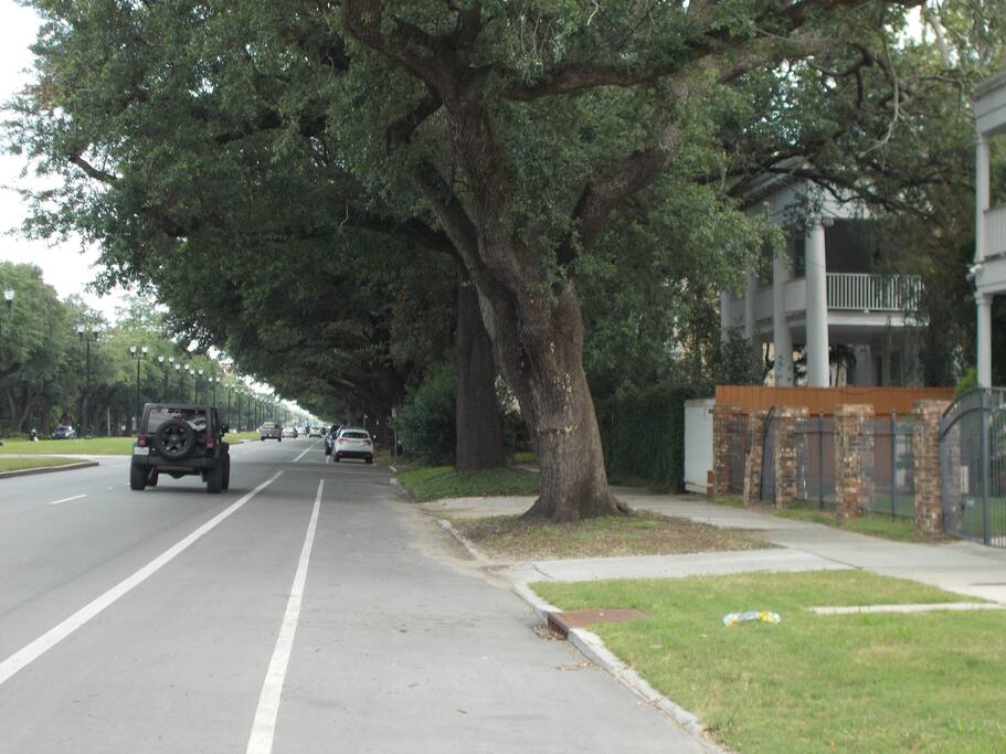 Oak Lined Napoleon Ave