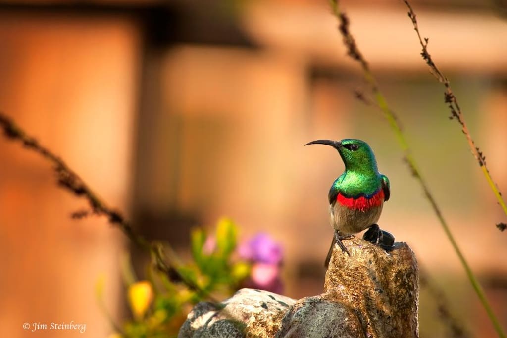 Birding
