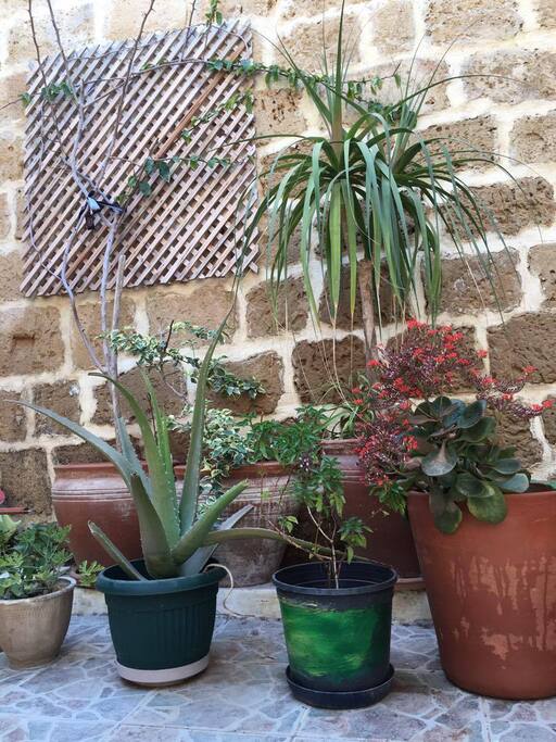 A corner of the courtyard