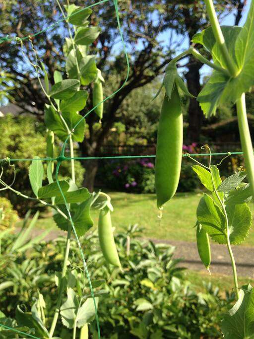 Backyard vegetable gardens.