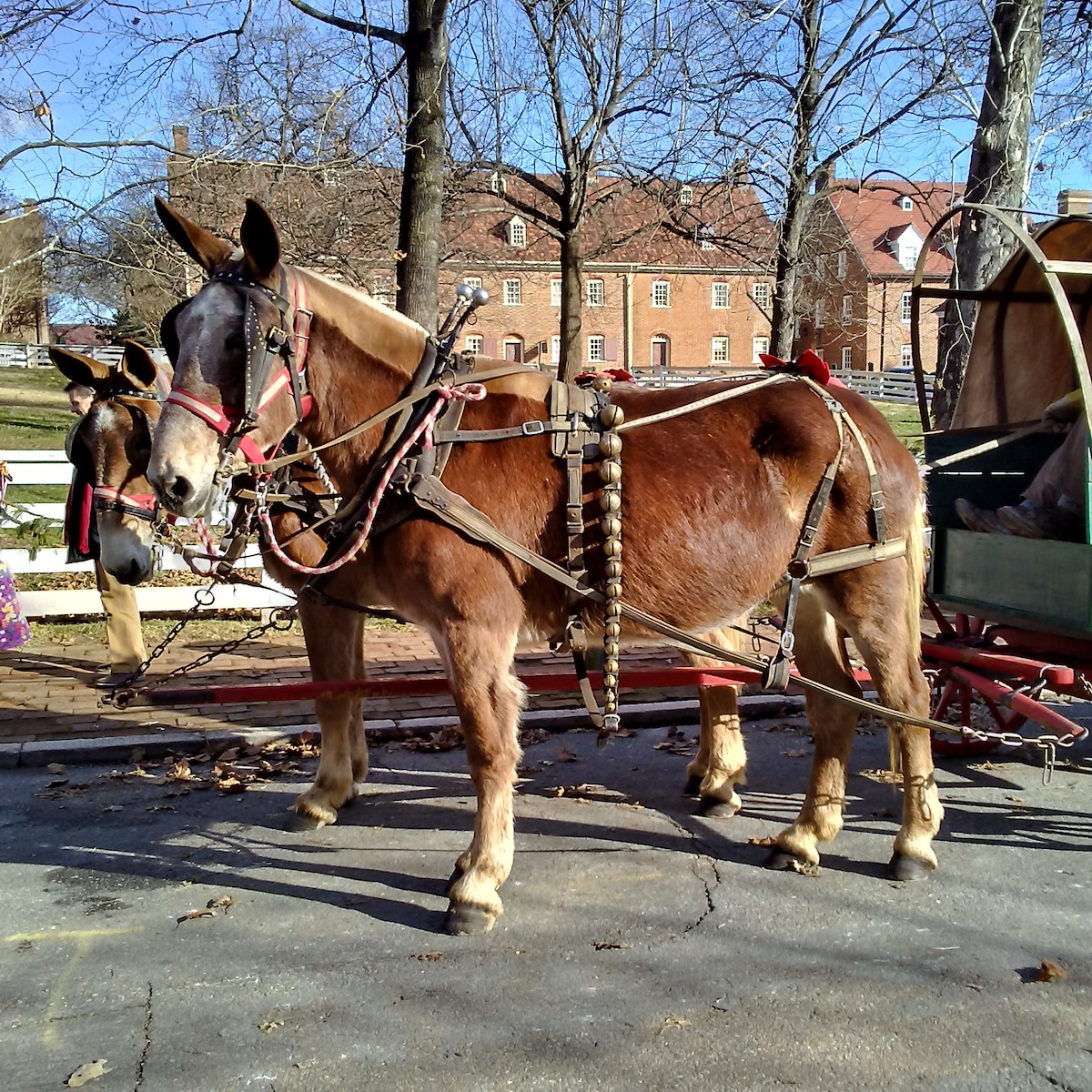 Two brown horses are harnessed in front of a carriage, showcasing a traditional setup. The horses are adorned with harnesses featuring red accents. A historical brick building is visible in the background, framed by trees that are bare of leaves.