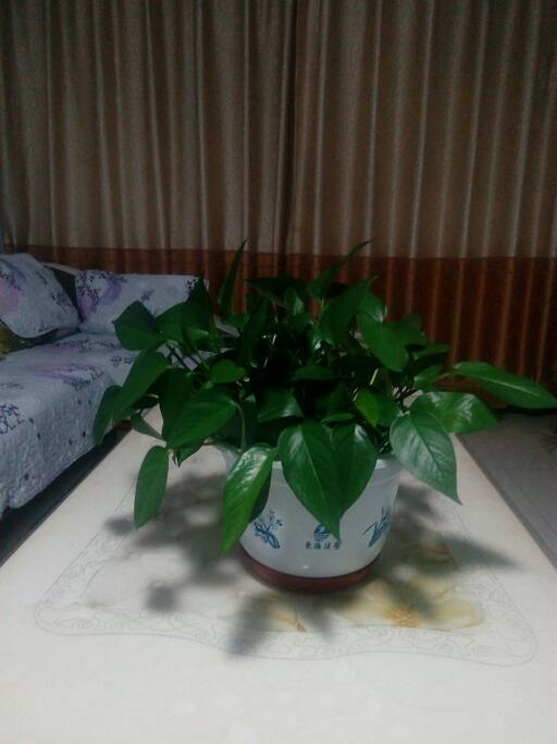客厅的清静!