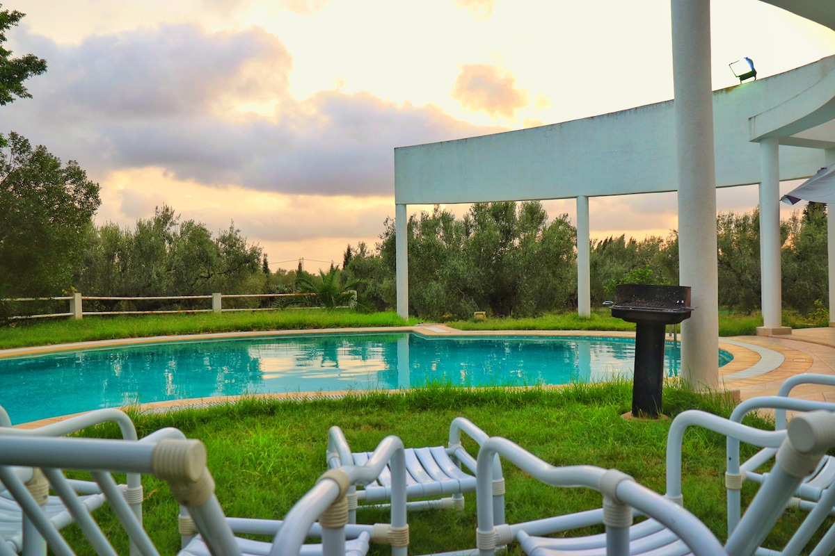 The outdoor area features a swimming pool surrounded by green grass and olive trees. Several lounge chairs are arranged near the pool, providing a space for relaxation. A barbecue grill is positioned beside the pool, enhancing the social environment.