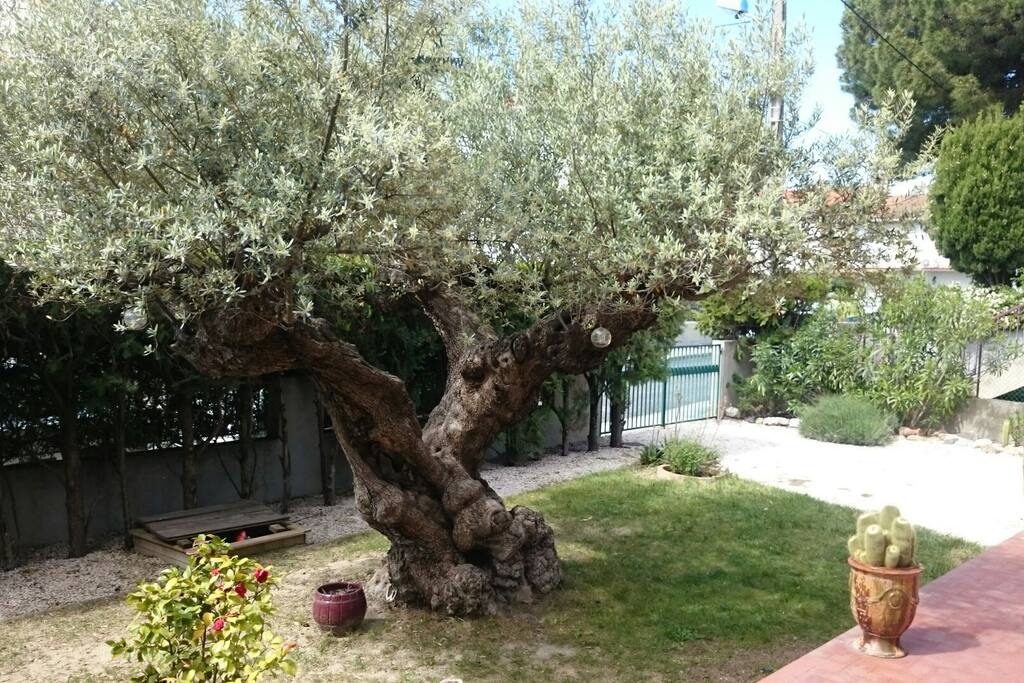 Jardin avant