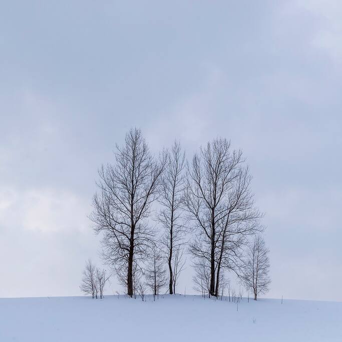 唯美纯净 来看美瑛雪原 北海道旅游攻略 尽在airbnb爱彼迎