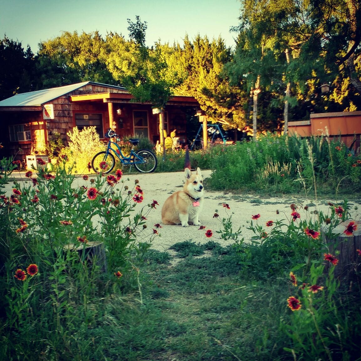 A well-groomed corgi sits among vibrant wildflowers, capturing the cabin's charming outdoor space. The rustic cabin and bicycles are visible in the background, highlighting the inviting ambiance of the property.
