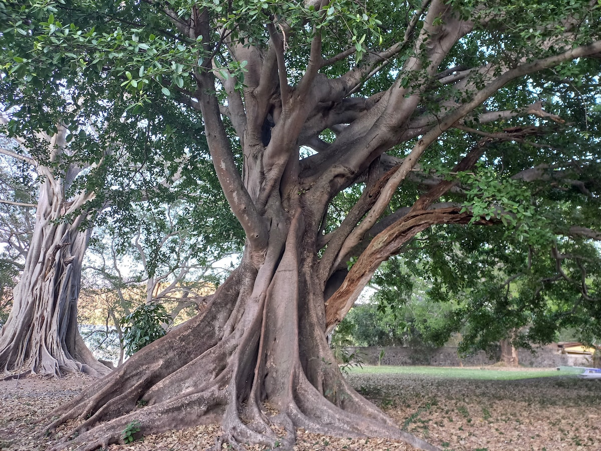 Large trees with sprawling roots and lush green foliage provide a natural canopy. The thick trunk displays intricate bark textures, blending harmoniously with the surrounding landscape. A serene environment is created, enhancing the outdoor experience near the garden and lagoon.