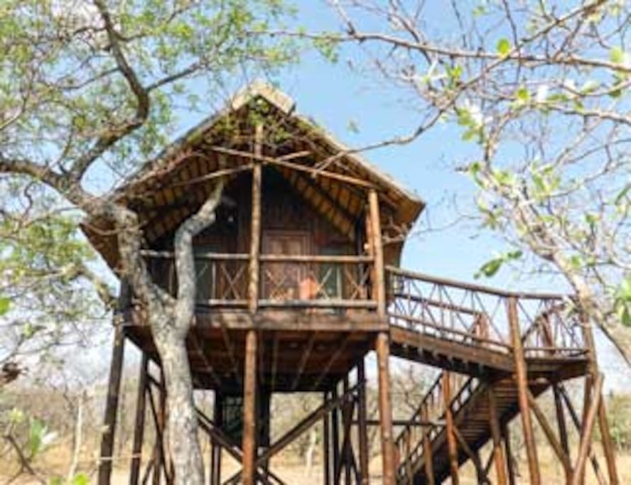 We have build around the trees and incorporated some into the construction