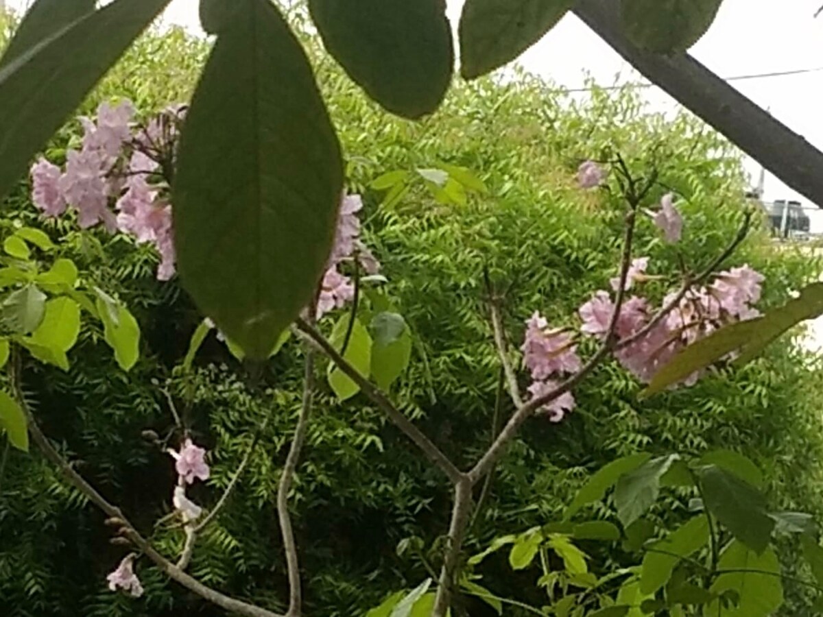 Delicate pink flowers bloom on a slender branch, partially obscured by green leaves. A lush background of verdant foliage provides a natural, soft backdrop, creating a serene atmosphere that is inviting for outdoor relaxation.