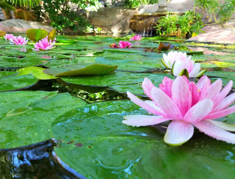 Lily Pond blooms Spring to Fall