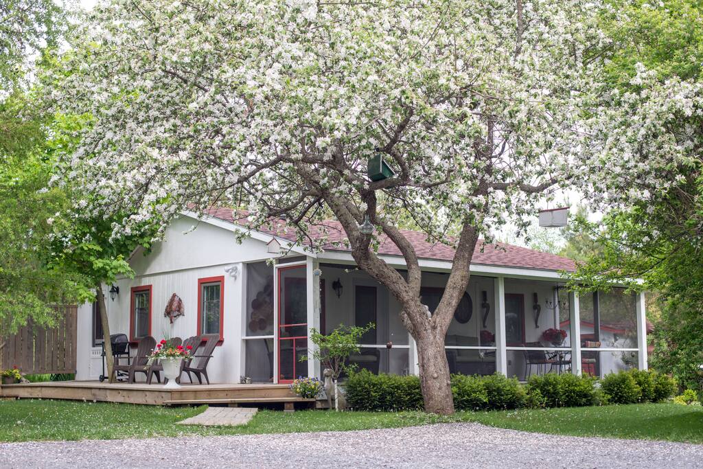 Apple blossoms