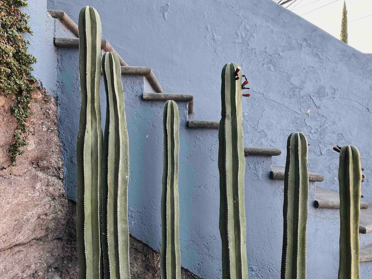 Tall cacti are positioned in front of a blue wall, leading to a staircase. The steps are constructed from stone and ascend into the background, blending natural elements with the architectural features of Casa Amelia.