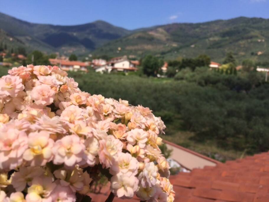 Balcony view