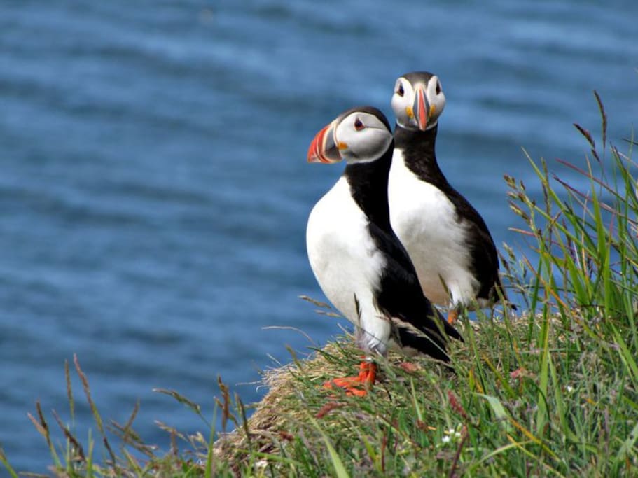 Puffins at Látrabjarg